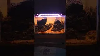 Thumbnail: Unwanted Tannin in my new Aquascape ! #aquascapingindia #aquascapelowtech #aquascape