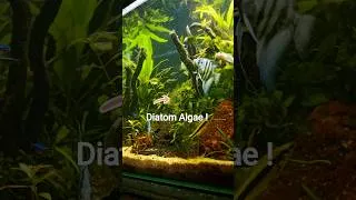 Thumbnail: Do this immediately when you see diatom algae ! #aquascapingindia #aquarium #aquascape