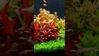 Thumbnail: Which one did you like the most ? #aquascape #plantedtank