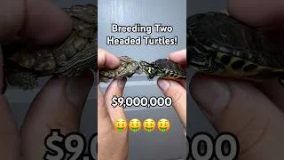 Thumbnail: Making Millions Breeding Two Headed Turtles!