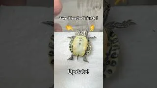 Thumbnail: Update On Our Newest TWO HEADED Turtle!