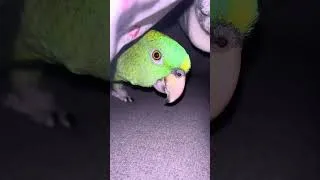 Thumbnail: Crazy bird #parrot