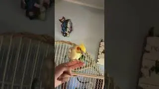 Thumbnail: Look at the cutest birdies 😊 #parrot #cockatiel #birds