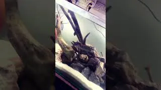 Thumbnail: Aquarium With Internal filter | New Aquarium Setup #aquarium #exoticaquariumfish #fish