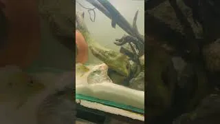 Thumbnail: Geophagus Hardscape Aquarium #aquarium #fish #exoticaquariumfish