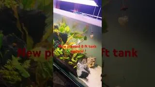 Thumbnail: New planted 8 ft tank! #aquarium #planetaquarium #aquarius #fish #aquariumlife #plantedtank