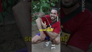 Thumbnail: These Rats Hunt Landmines 🐀🇰🇭