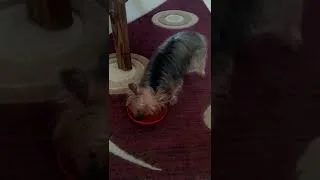 Thumbnail: Blind/Deaf Dog Always Thinks It's Food Is Gonna Get Stolen #shorts