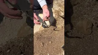 Thumbnail: Tek parça servet değerinde hazine #shorts