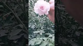 Thumbnail: beautiful Rose 🌹#shorts​ #garden​ #gardening​ #plants​ #flowers​ #nature​ #balconygarden​