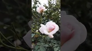 Thumbnail: Rose 🌹 Flower  #plants​ #propagation​ #flowers​ #garden​ #shortsfeed​