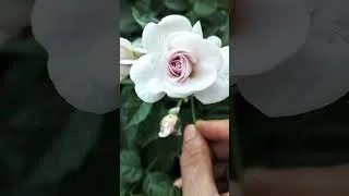 Thumbnail: Beautiful Rose 🌹 Flower  #plants​ #propagation​ #flowers​ #garden​ #shortsfeed​