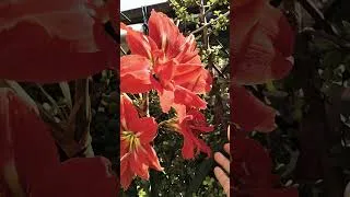 Thumbnail: Amaryllis Lily Flower #amaryllis​#lily​ #flower​ Red 🥀 Flower