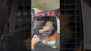 Thumbnail: 🧠🍏APPLE’S COMING HOME POST-OP! #Applethefox #hydrocephalus #wildliferescue #brainsurgery #dreambig