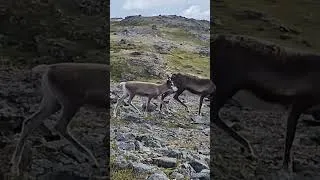 Thumbnail: Reindeer In The Wild 🦌 😍 #wildlife