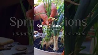 Thumbnail: Praise be to God. Finally, the spring onions I planted are ready to be harvested.