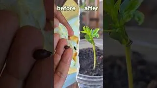 Thumbnail: Growing Pears From Seed! Does It Actually Work?