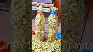 Thumbnail: Growing Mung Beans in a Bottle is THIS Easy! 🌱