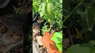Thumbnail: Stop Letting Extra Leaves Steal Your Fruit Yield!