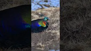 Thumbnail: Rare Himalayan monal foraging  #birds #birding #birdphotography