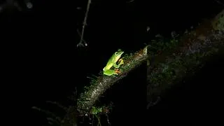 Thumbnail: Amboli monsoon macro #nature #herping #wildlife
