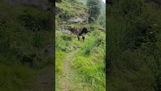 Thumbnail: Trek to Great Himalayan national park