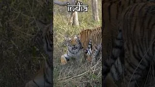 Thumbnail: Bio diversity of India on republic day #nature #tiger #wildlife