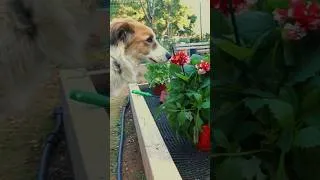 Thumbnail: My cottage garden: Planting Spring Flowers #springrefresh  #cottagelife