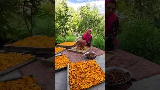 Thumbnail: Picking Fresh Apricots from Trees | Hunza Village Life & Delicious Chicken Tikka
