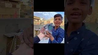 Thumbnail: Lal Band Kabutar Pakda #birds #kabootar #pigeon