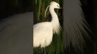 Thumbnail: beautiful feathers