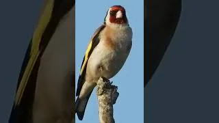 Thumbnail: Goldfinch sings