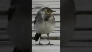 Thumbnail: juvenile White Wagtail