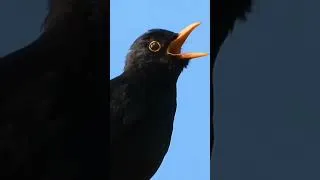 Thumbnail: Blackbird sings