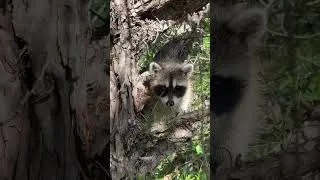 Thumbnail: She said just go catch them!