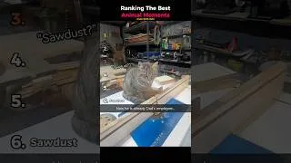 Thumbnail: Ranking The Best Animal Moments (Cats With Job)