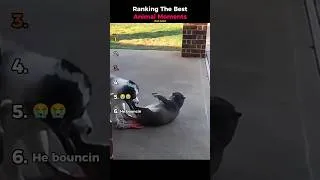 Thumbnail: Ranking The Best Animal Moments (Fat Cats)