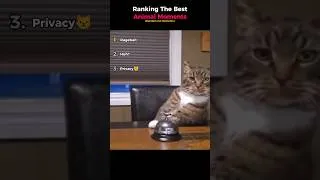 Thumbnail: Ranking The Best Animal Moments (Random Cat Moments)
