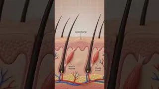 Thumbnail: Why Do We Get Goosebumps? 🥶 The Hidden Survival Trick! #facts #learning #science