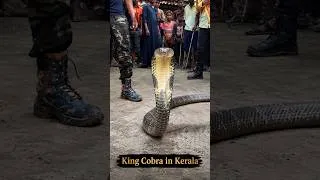 Thumbnail: 🇮🇳 Kerala | King Cobra -The World’s Longest Venomous Snake Lives Here🐍