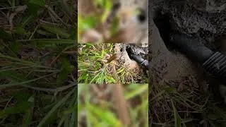 Thumbnail: How Deep Does It Go? Massive Yellow Jacket Nest!