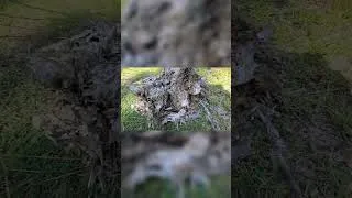Thumbnail: Uncovering the Monster: Yellow Jacket Nest Revealed!