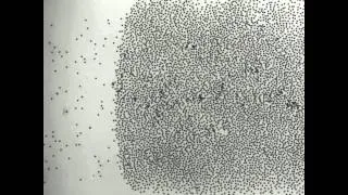 Thumbnail: Nature Flocking video