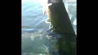 Thumbnail: Tarpon feeding