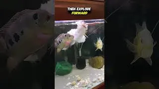 Thumbnail: This Fish Is Built for Speed