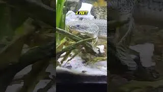Thumbnail: This Fish Looks Prehistoric