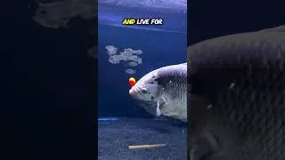 Thumbnail: The Best Monster Fish?