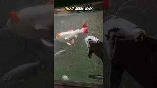 Thumbnail: This Catfish Gets WAY Too Big