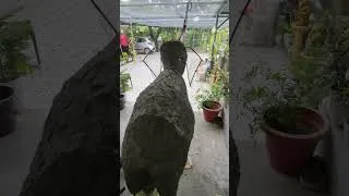 Thumbnail: sculpting sculptur cement Work #art #sculpture #sculpting #cement #tranding #viralvideo