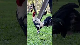 Thumbnail: Good breeding starts with good health